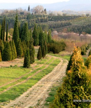 Stefano Rome Tours to Tuscany