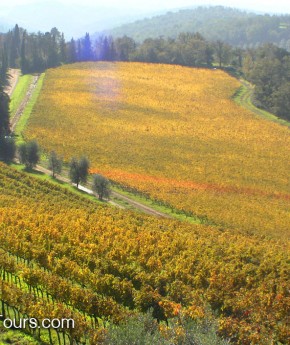 Wine Tasting Tours from Rome Florence Chianti Vineyards_Stefano Rome Tours