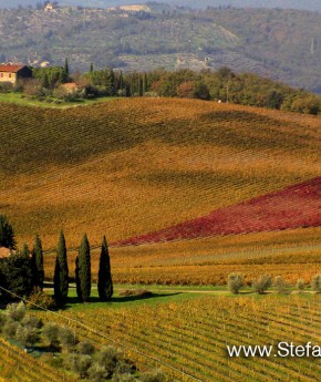 Wine Tasting Tours from Florence LIvorno Rome_Chianti Tours_Stefano Rome Tours