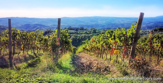 Orvieto Wine Tasting Tour from Rome