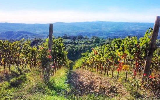 Orvieto Wine Tours from Civitavecchia