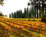 Must-Book Fall Shore Excursions from Civitavecchia this year with Stefano Rome Tours