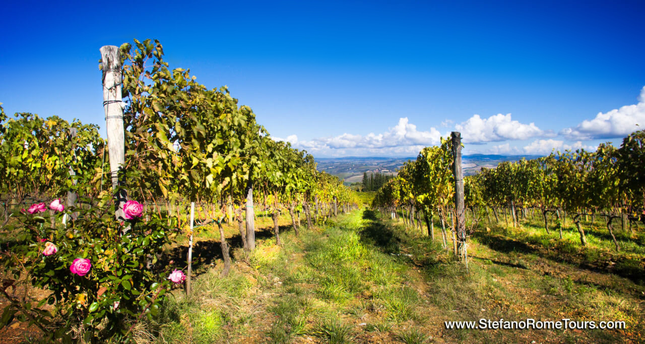 Tuscany Vineyards and Wine Tour from Rome