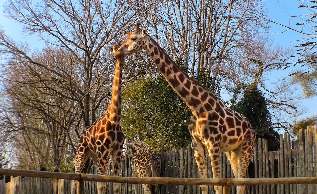 Villa Borghese Gardens BIopark Zoo in Rome with kids