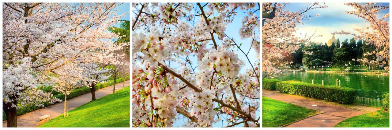 EUR Cherry Blossoms Visit Rome in Spring